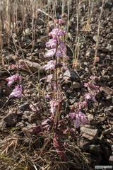 Collinsia tinctoria