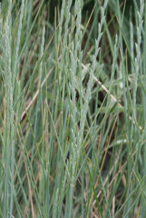 Thinopyrum intermedium