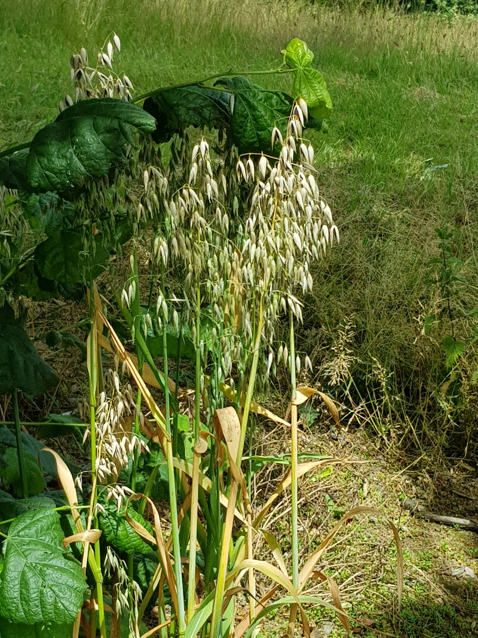 Common Oat (Avena sativa)  iNaturalist