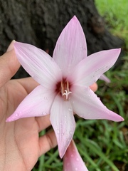Zephyranthes brachyandra