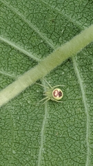 Araneus niveus