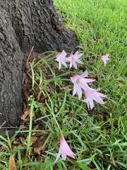 Zephyranthes brachyandra