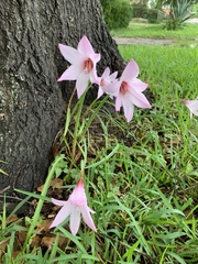 Zephyranthes brachyandra