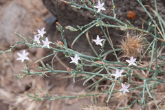 Stephanomeria tenuifolia