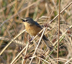 Long-Tailed Reed Finch photo 4