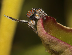 Maratus tasmanicus