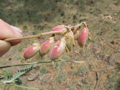 Astragalus hallii fallax