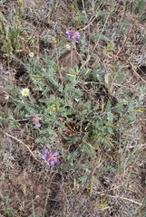 Astragalus hallii fallax