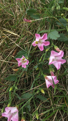 Convolvulus arvensis