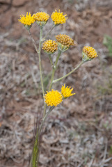 Hymenopappus filifolius