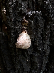 Hericium cirrhatum