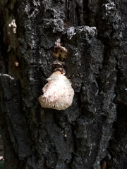 Hericium cirrhatum