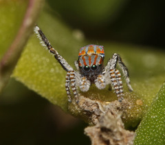 Maratus tasmanicus