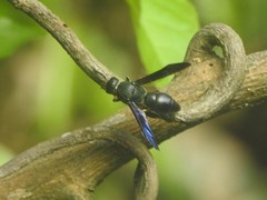 Orancistrocerus aterrimus erythropus