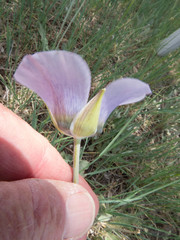Calochortus ambiguus