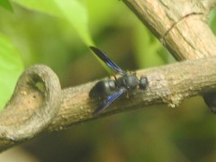 Orancistrocerus aterrimus erythropus