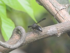 Orancistrocerus aterrimus erythropus