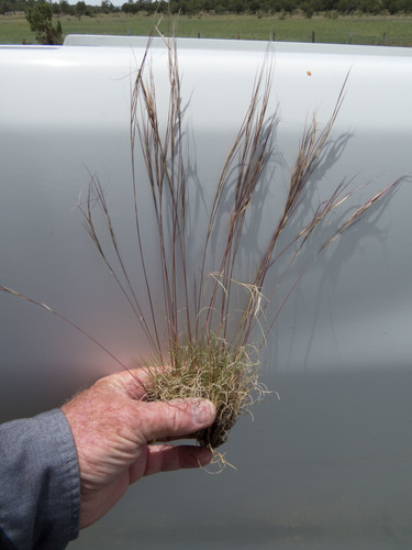 Aristida purpurea var. fendleriana