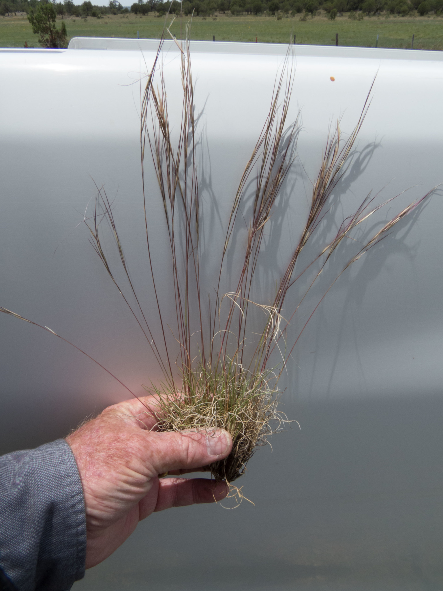 Aristida purpurea var. fendleriana