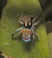 Maratus tasmanicus