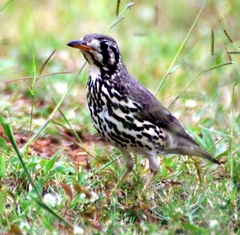 Turdus litsitsirupa