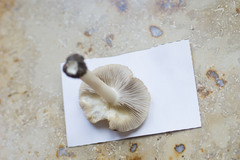 Inocybe tabacina