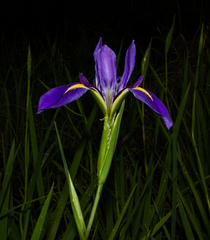 Iris giganticaerulea