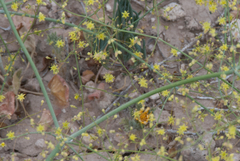 Eriogonum trichopes