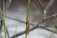 Tithonophasma tithonus