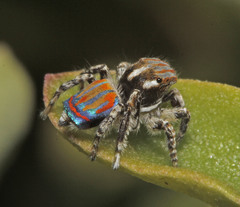 Maratus tasmanicus