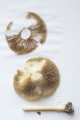 Inocybe tabacina