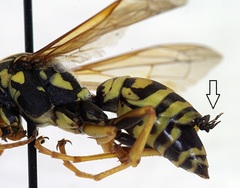 Strepsiptera