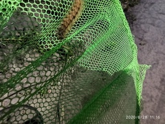 Lepidoptera