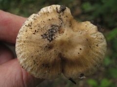 Inocybe tabacina