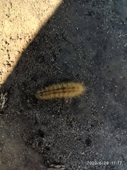 Lepidoptera