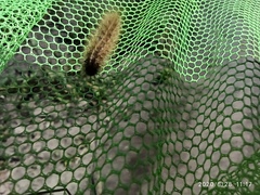 Lepidoptera