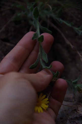 Image of Rockyscree False Goldenaster (Heterotheca fulcrata) by (c) Eric Knight, some rights reserved (CC BY)