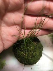 Juncus decipiens