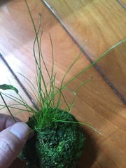 Juncus decipiens