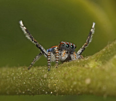Maratus tasmanicus