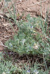 Lupinus kingii