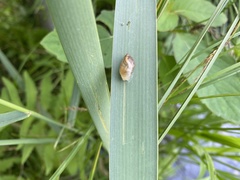 Novisuccinea ovalis