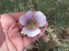 Calochortus ambiguus