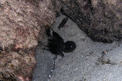 Epinephelus daemelii
