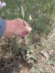 Calochortus ambiguus