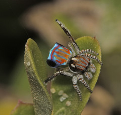 Maratus tasmanicus