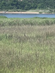 Plegadis falcinellus