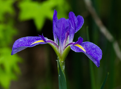Iris giganticaerulea