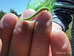 Lepidoptera
