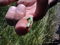 Lepidoptera